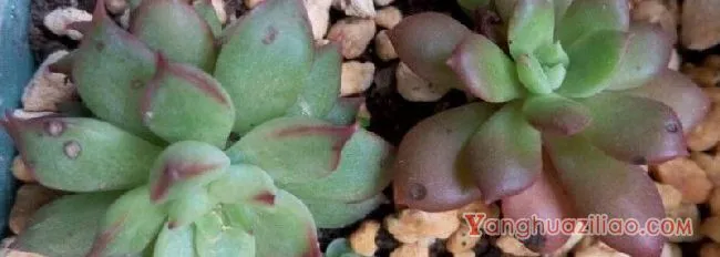 多肉长黑斑