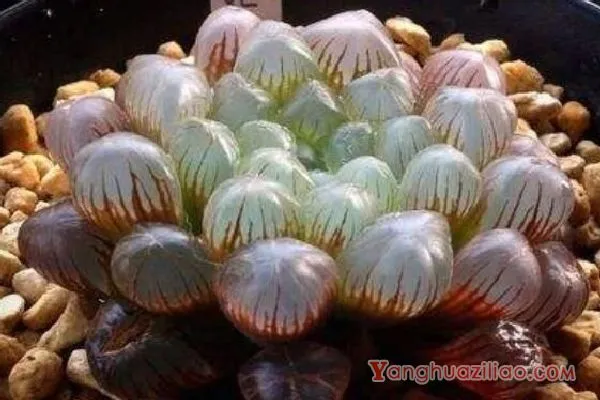 姬玉露怎么养才肥胖，5个步骤养出珠圆玉润的姬玉露
