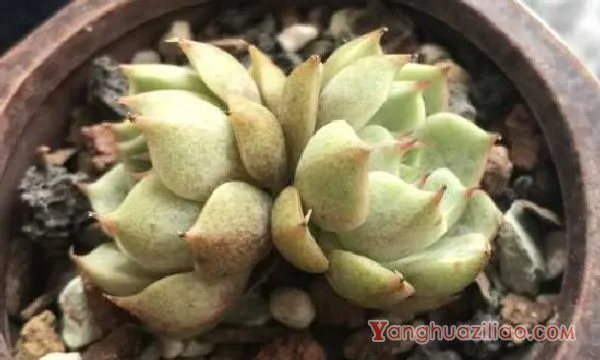 多肉白粉病是什么原因引起的