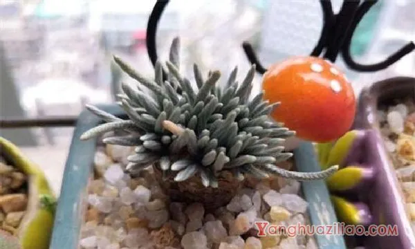 白花韧锦不开花怎么办，更换盆土补充光照