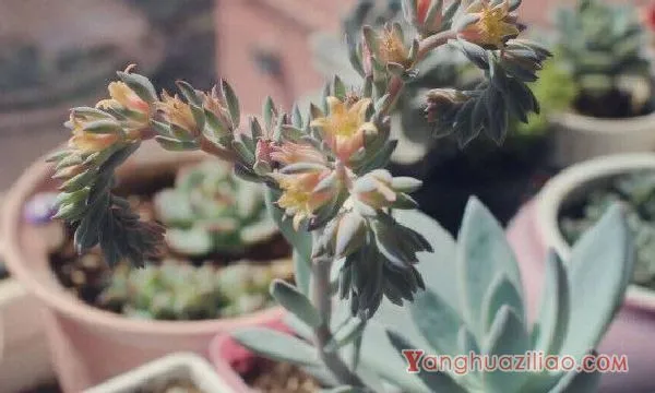 肉肉开花需要把它剪了吗