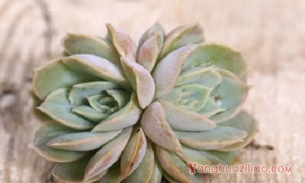 星美人有哪些杂交品种，详解6种星美人杂交品种