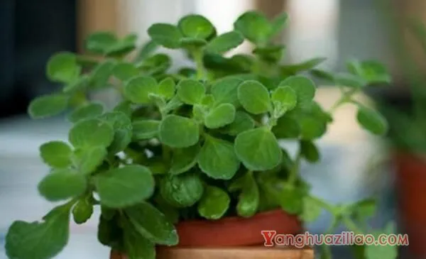 碰碰香徒长了怎么办，适当修剪并加强管理