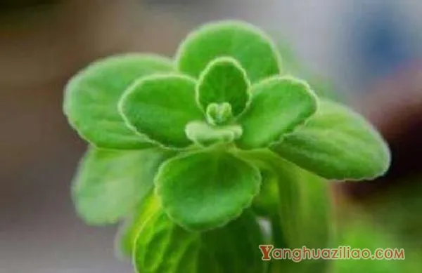 碰碰香烂根处理方法,老农总结两种最简单有效措施(轻度与重度)