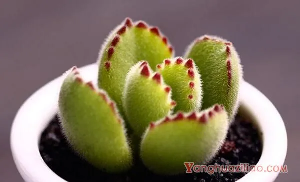 熊童子怎么养得肥厚，以下要点是熊童子生长的关键