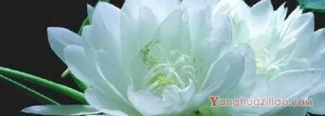 昙花不开花怎么办