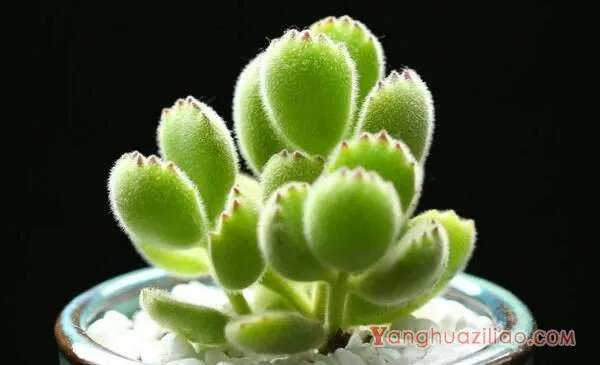 熊童子怎么施肥,熊童子的施肥方法