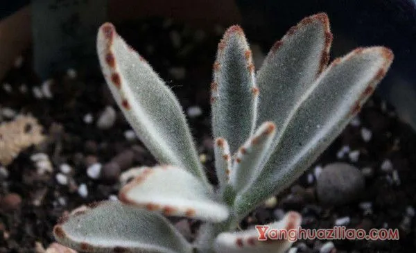 黑兔耳多肉植物怎么养