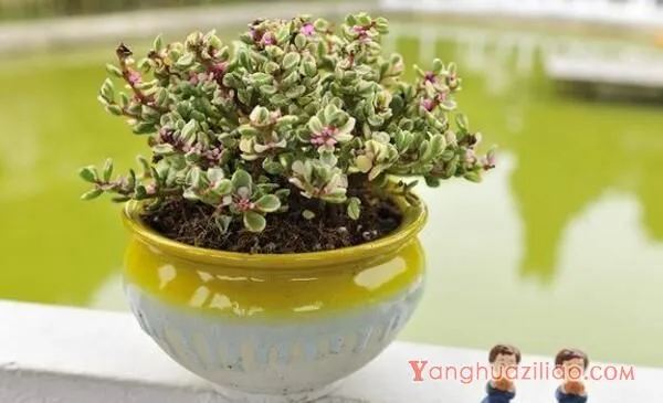 雅乐之舞扦插季节，春秋两季繁殖成活率最高