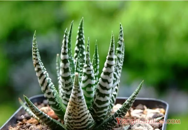 养植多肉植物条纹十二卷，有什么好方法么？具体该注意些什么？ 第2张
