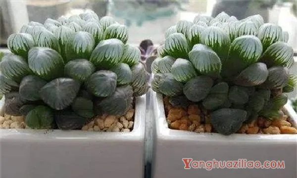 冰灯玉露的花语和传说，冰清玉洁像单纯的姑凉