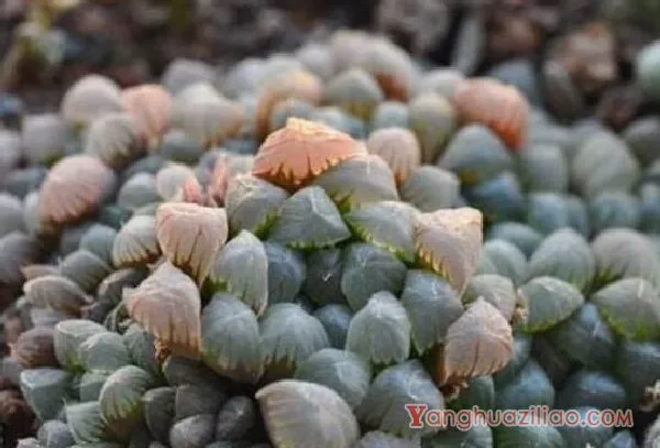 姬玉露怎么养才肥胖，5个步骤养出珠圆玉润的姬玉露