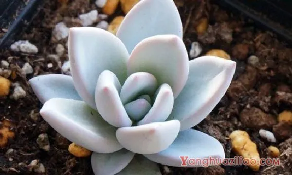 星美人有哪些杂交品种，详解6种星美人杂交品种