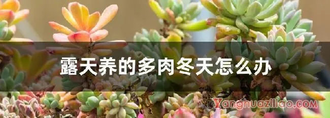 露天养的多肉冬天怎么办