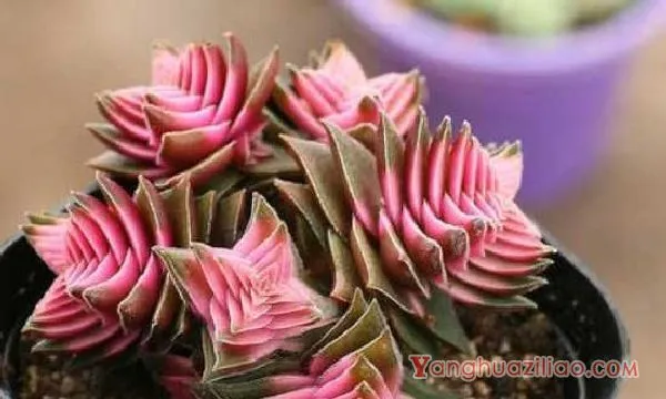 茜之塔叶子发黑可能是黒腐病 茜之塔多肉养护注意事项