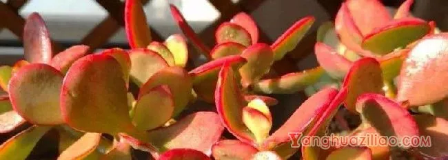 多肉植物黄金花月病虫害防治方法