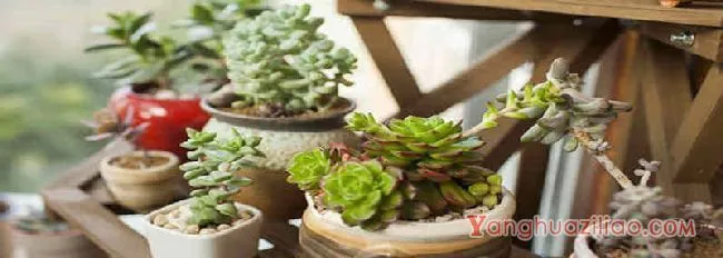 淡雪耐寒多少度 多肉淡雪耐寒多少度