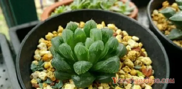 姬玉露和宫灯玉露的区别，宫灯玉露头更大/姬玉露更紧凑