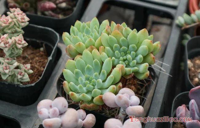 多肉插杆种植方法