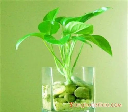 多肉吸财树开花吗、养殖方法和注意事项