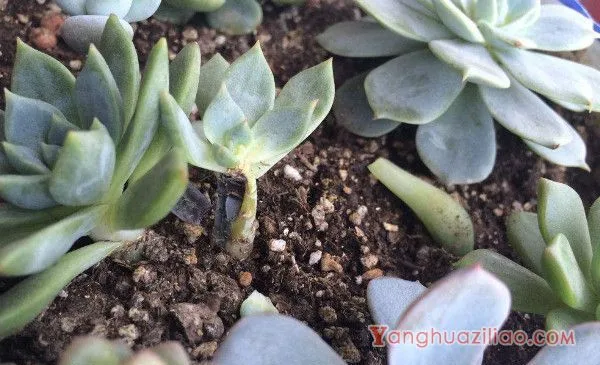 多肉烂叶子是什么原因
