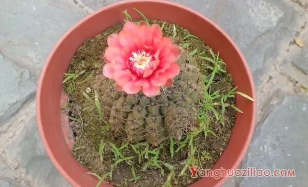 仙人球怎么种植，仙人掌种植经验分享