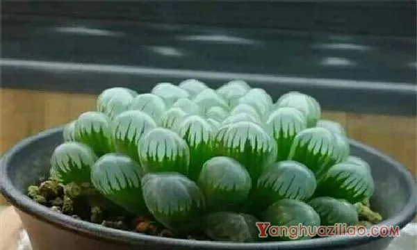 冰灯玉露的花语和传说，冰清玉洁像单纯的姑凉