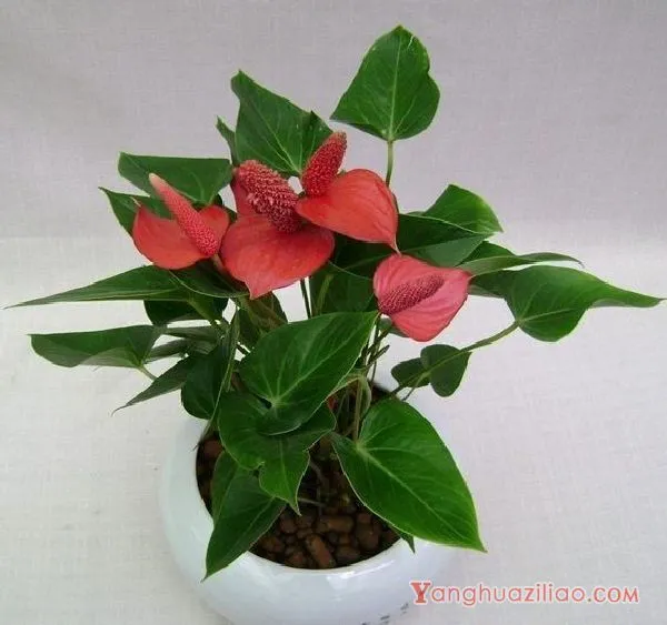 多肉吸财树开花吗、养殖方法和注意事项