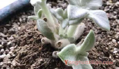 多肉买回后的种植方法 要浇水