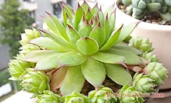 观音莲夏天的养殖方法和注意事项