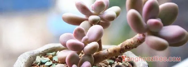 多肉砍头和不砍头区别