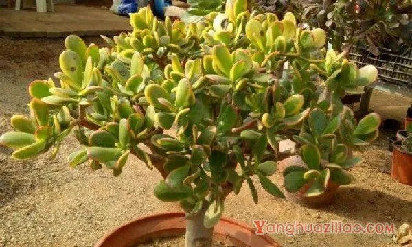 多肉植物黄金花月病虫害防治方法