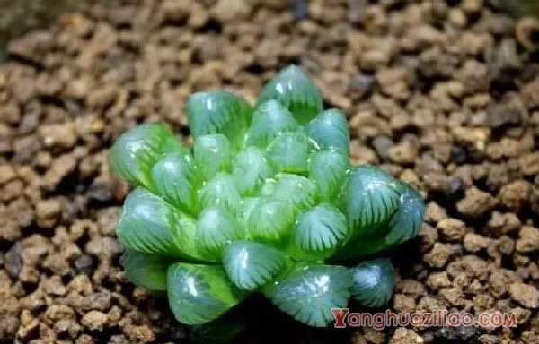 姬玉露和宫灯玉露的区别，宫灯玉露头更大/姬玉露更紧凑