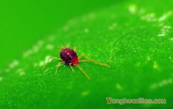 如何养多肉植物，多肉的养护技巧与繁殖方法