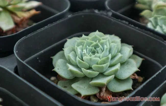 露天养的多肉冬天怎么办