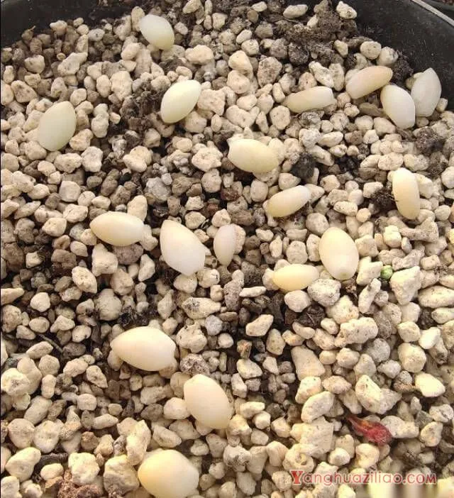 玉缀多肉如何扦插 第3张 玉缀多肉如何扦插 第3张