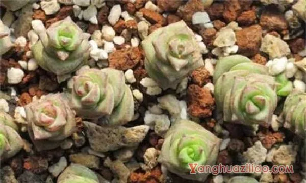 钱串多肉木质化的解决方法