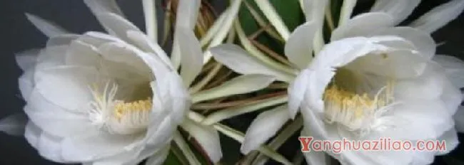 昙花抽杆子了怎么养