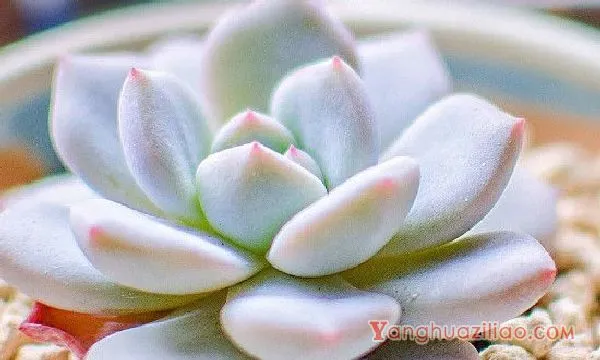 怎样去除多肉盆栽蚂蚁