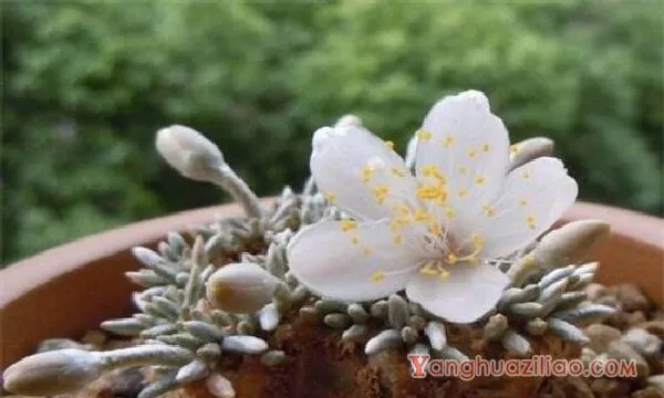 白花韧锦不开花怎么办，更换盆土补充光照