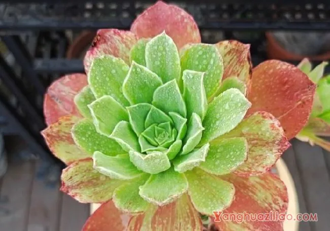 露台养多肉，你准备好了吗？