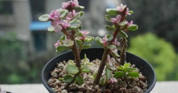 雅乐之舞怎么养成粉色,掌握以下要点是关键