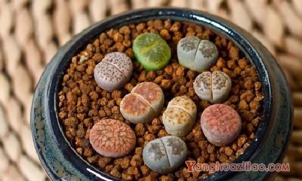 石生花皱皮是怎么回事