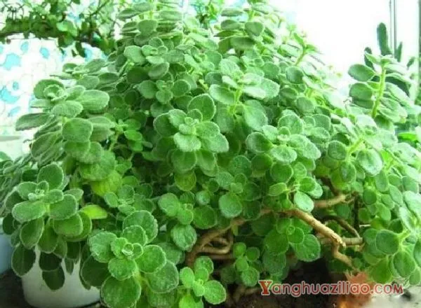 碰碰香烂根处理方法,老农总结两种最简单有效措施(轻度与重度)