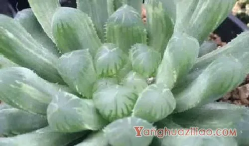 玉露品种有哪些，玉露多肉品种介绍：姬玉露 草玉露