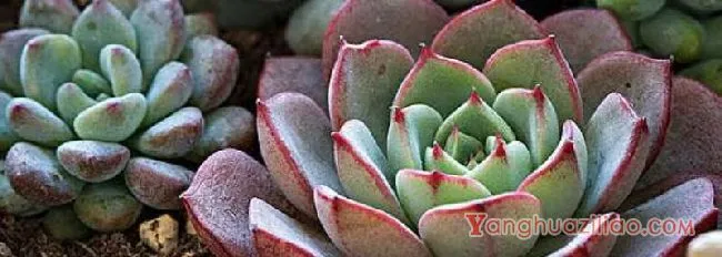 多肉只长高不长胖怎么办