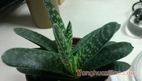 子宝图片大全！子宝，可爱又迷人的多肉植物! 第2张