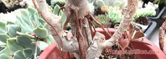 多肉气根要剪掉吗