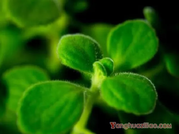 碰碰香烂根处理方法,老农总结两种最简单有效措施(轻度与重度)