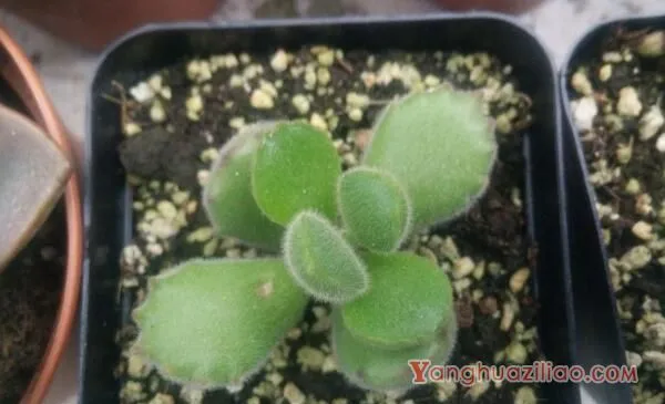 熊童子怎么养得肥厚，以下要点是熊童子生长的关键